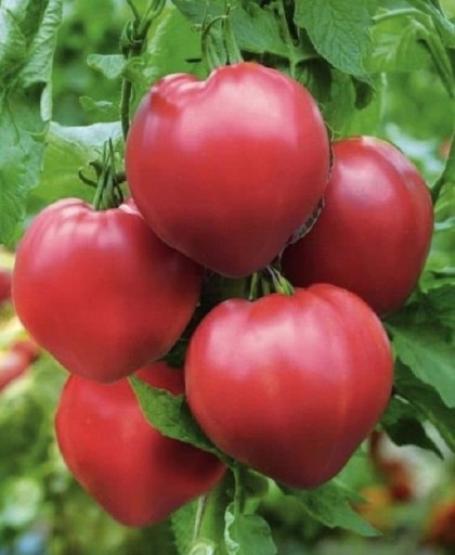 Pomidory kijowe Bull Heart Pomidor Oxheart łatwe w uprawie w ogrodzie na balkonie nasiona warzyw nasiona pomidorów 10 szt
