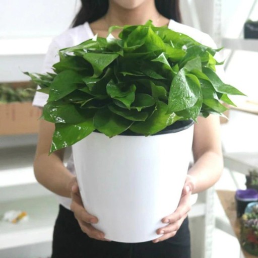 Pot de fleurs en plastique C956