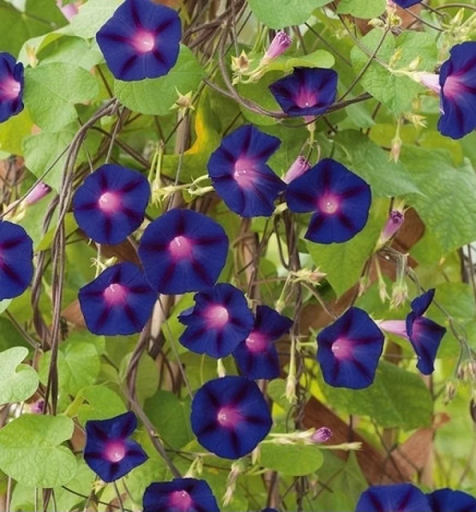 Povijnice nachová Ipomoea purpurea popínavá rostlina bez GMO Snadné pěstování uvnitř i venku 25 ks semínek