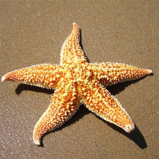 Přírodní mořská hvězdice 2 ks