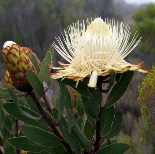 Protea caffra subsp. kilimandscharica mag 5 db Krém színű pohár alakú virágú díszcserje Növeszthető szabadban és üvegházban