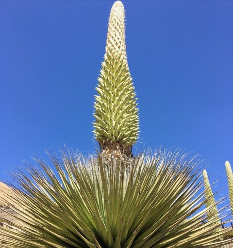 Puya raimondii növény magjai 5 db Óriás bromélia hatalmas virágzattal és hosszú levelek rózsájával Kertészkedéshez és üvegházba