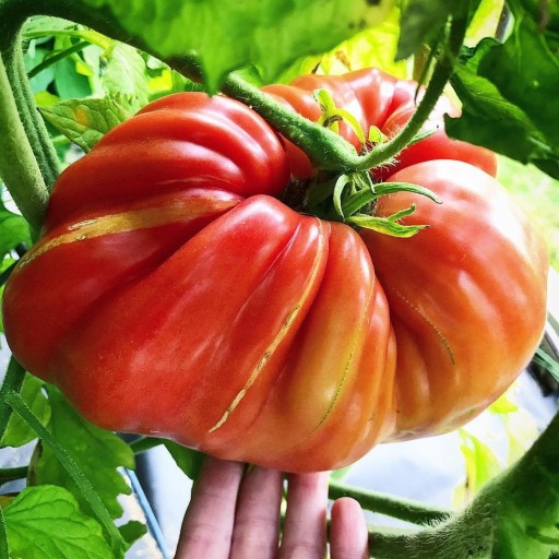 Rajče Supersteak masité semena zeleniny snadné a rychlé pěstovaní velké kulaté rajče až 1 kg semínka 10 ks