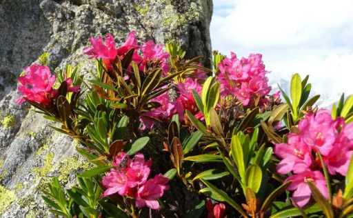 Rhododendron ferrugineum Örökzöld hanga Könnyen termeszthető a szabadban 50 mag