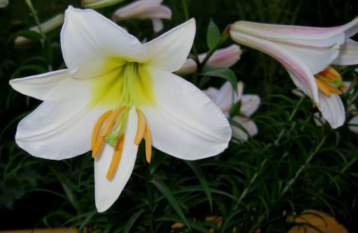 Royal Lily mag 5 db Lilium regale mag Könnyen termeszthető