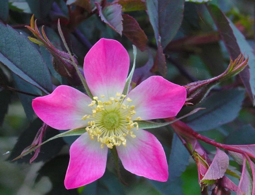 Róża szara Rosa glauca Rosa rubrifolia krzew liściasty Łatwy w uprawie na zewnątrz 20 nasion