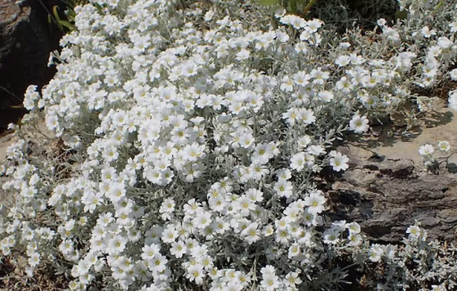 Rožec plstnatý Cerastium tomentosum vytrvalá bylina Jednoduché pestovanie vonku 1200 ks semienok