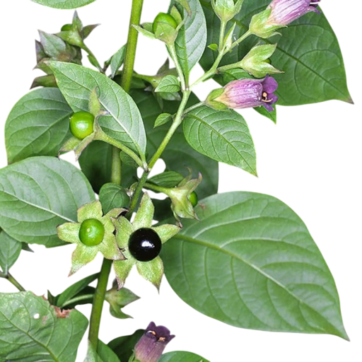 Rulík zlomoczny Atropa belladonna 20 ks nasion tajemnicza historyczna roślina lecznicza z ciemnymi dzwonkowatymi kwiatami i czarnymi jagodami