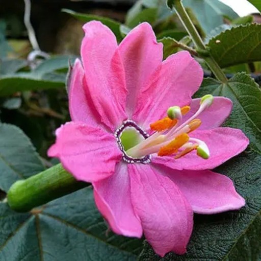 Saatgut der Bananenpassionsfrucht Passiflora mollissima 5 Stück Kletterpflanze mit länglichen gelben essbaren Früchten Für das Gewächshaus und zur Unterstützung