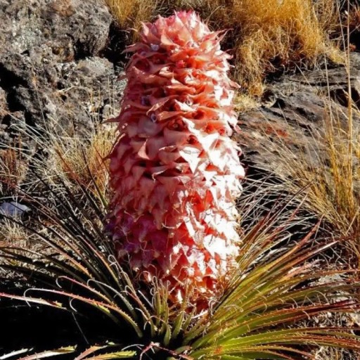 Saatgut der Pflanze Puya weberiana 5 Stk. Dekorative Bromelie mit rosa Blüten und Rosette aus schmalen Blättern Für den Anbau und das Gewächshaus