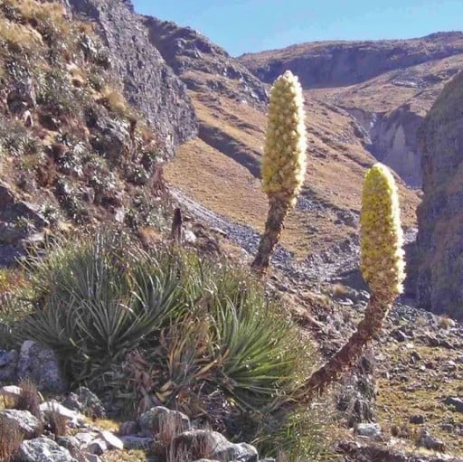 Saatgut der Pflanze Puya yakespala 10 Stk. Zierliche Bromelie mit gelbgrünen Blütenständen und Rosette aus stacheligen Blättern Für den Anbau und das Gewächshaus