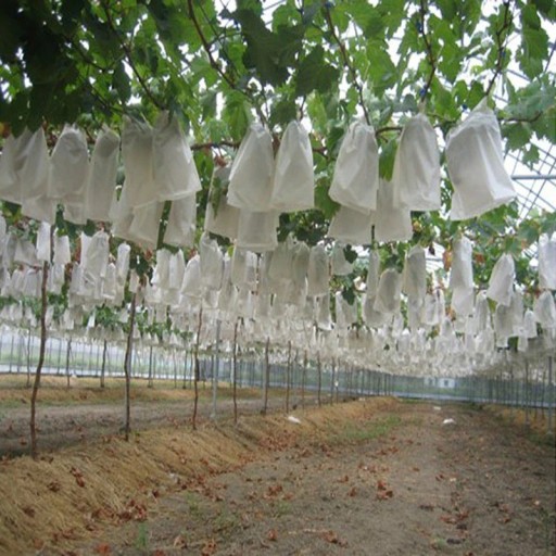 Sacs de protection pour fruits en tissu non tissé 50 pcs
