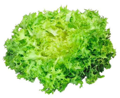 Saláta magok Štěrbák 3000 db Cichorium endivia magok Könnyen termeszthető