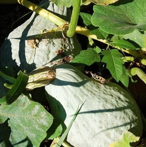 Samen Cucurbita maxima Hubbard Blue Giant 5 Stück blau-graue riesige Winterkürbis Hubbard für den Anbau im Garten und die Herbsternte