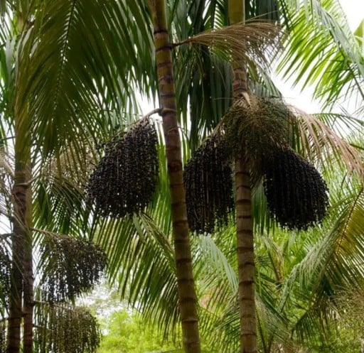 Samen der Euterpe Oleracea Açaí-Palme 3 Stück Dunkellila Früchte Grüne Blätter Zierpalme Für Den Anbau In Der Wohnung Und Im Garten