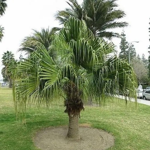 Samen der Livistona chinensis 10 Stk Fächerblätter mit überhängenden Spitzen Grüne exotische Palme Für Töpfe im Innenbereich und Gewächshaus
