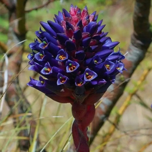 Samen der Pflanze Puya venusta 10 Stk Dekorative Bromelie mit blau-violetten Blüten und orangefarbenen Staubfäden Zum Anbauen und für das Gewächshaus