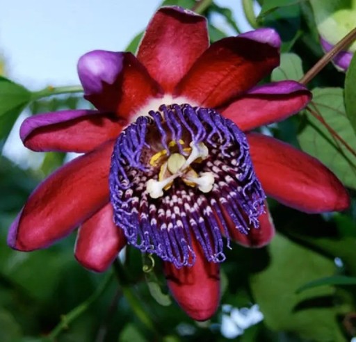 Samen der riesigen Granadilla Passiflora quadrangularis 5 Stück Kletterpflanze mit großen essbaren Früchten und bunten Blüten Für das Gewächshaus und zur Unterstützung