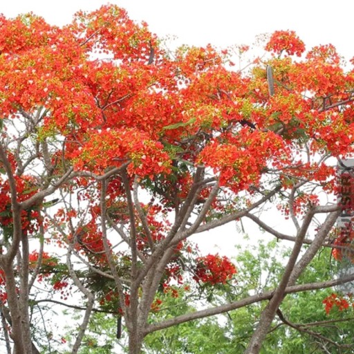 Samen der roten Cézalpinie Caesalpinia pulcherrima 10 Stk tropischer Strauch mit feuerroten Blüten für die Aussaat und das Topfpflanzen zu Hause