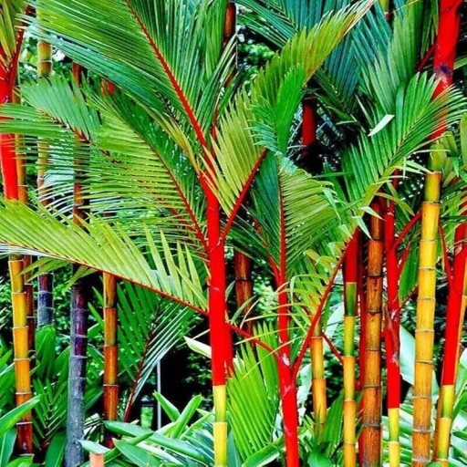 Samen der roten Cyrtostachys Cyrtostachys renda 10 Stück tropische Palme mit roten Stämmen für den Anbau im Gewächshaus und Innenbereich