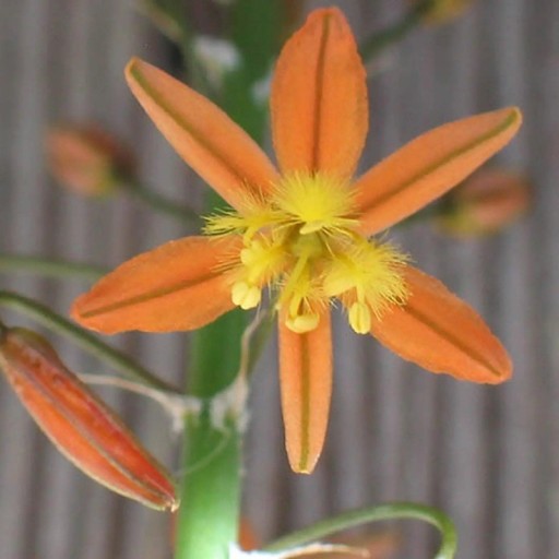 Samen der Strauch-Bulbine Bulbine frutescens 10 Stück saftige Pflanze mit orangefarbenen sternförmigen Blüten für die Aussaat und den Anbau zu Hause