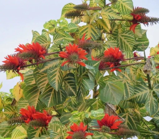 Samen der Zarděnice Erythrina Variegata 5 Stk Rote Blüten Panaschierte Grün-Gelbe Blätter Zierbaum Für den Anbau in Töpfen Zu Hause und Im Garten