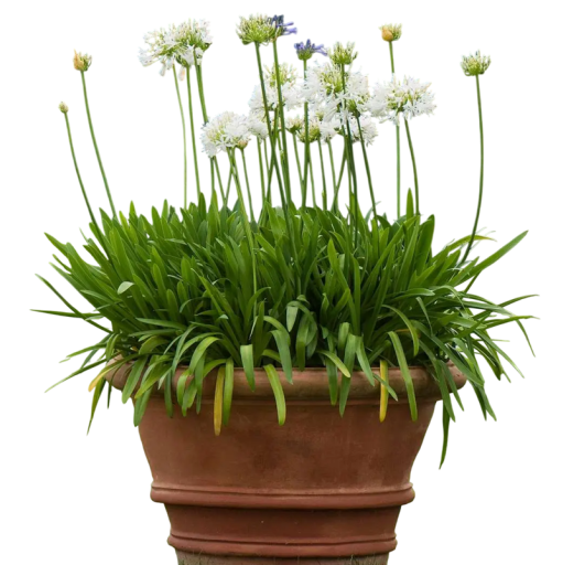 Samen des Agapanthus praecox subsp. orientalis, 10 Stück, mehrjährige Pflanze mit weißen kugeligen Blüten und schmalen Blättern, Pflanzung in Töpfen