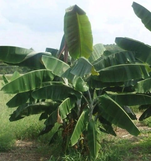 Samen des Bananenstaudes Musa thomsonii 10 Stk. Robuster Typ mit auffälliger weinrot-violetter Blüte Exotische Pflanze für Garten und Gewächshaus