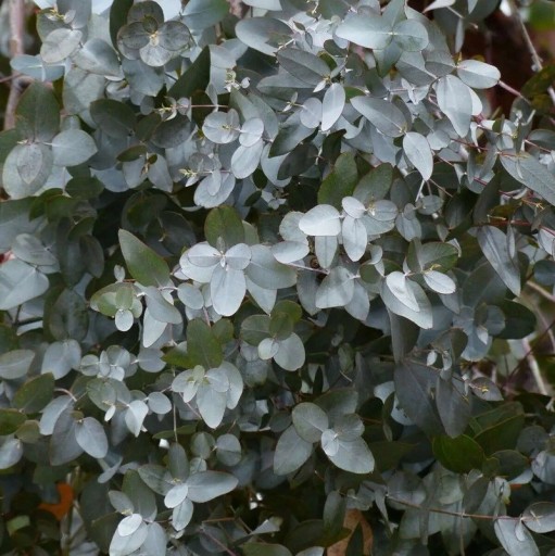 Samen des Blaugummibaums Eucalyptus Gamophylla 10 Stk Silbergrüne Blätter Zierbaum Eukalyptus Für Den Anbau Zu Hause Und Im Garten