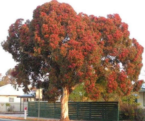 Samen des Blaugummibaums Eucalyptus Leucoxylon Megalocarpa 50 Stück Rosa-Rote Blüten Grüne Blätter Zierbaum Für Den Anbau Im Garten