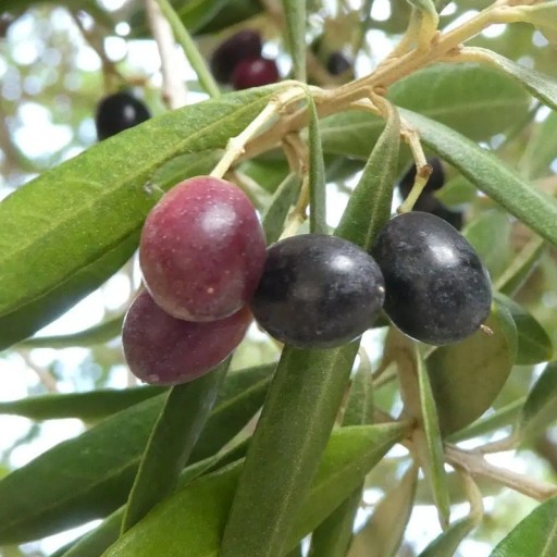 Samen des europäischen Olivenbaums Olea europaea 10 Stück Mediterraner Baum mit essbaren Früchten, Oliven und graugrünen Blättern Für Topf und Gewächshaus