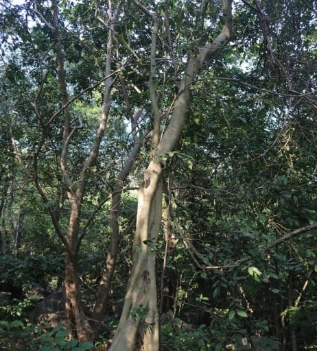 Samen des Ficus Amplissima 100 Stück Grüne Blätter Kleine Früchte Zierbaum Zimmerpflanze Zum Anbau In Der Wohnung Und Im Garten