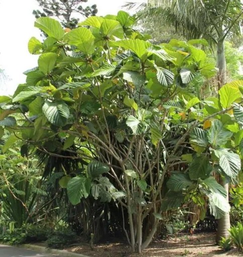 Samen des Ficus Habrophylla 10 Stück Große Grüne Blätter Zierbaum Zimmerpflanze Bonsai Für Anbau In Der Wohnung Und Im Garten