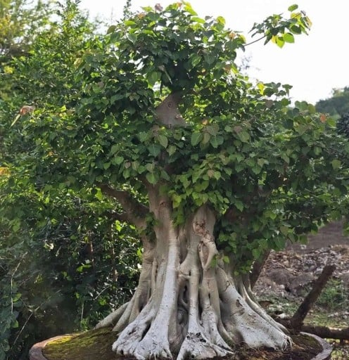 Samen des Ficus Religiosa - Heiliger Feigenbaum 1000 Stück - Grüne Herzförmige Blätter - Bonsai - Zimmerpflanze zum Anbauen in der Wohnung