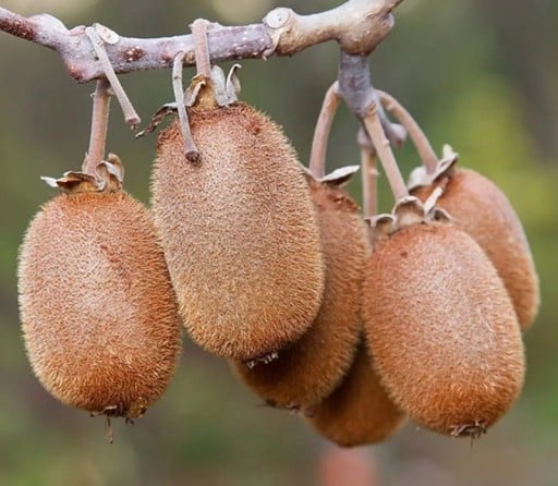 Samen des goldenen Kiwis Actinidia chinensis, 10 Stk., fruchtige Kletterpflanze mit behaarten Früchten, Pflanzung im Garten, an Pergolen und in Behältern