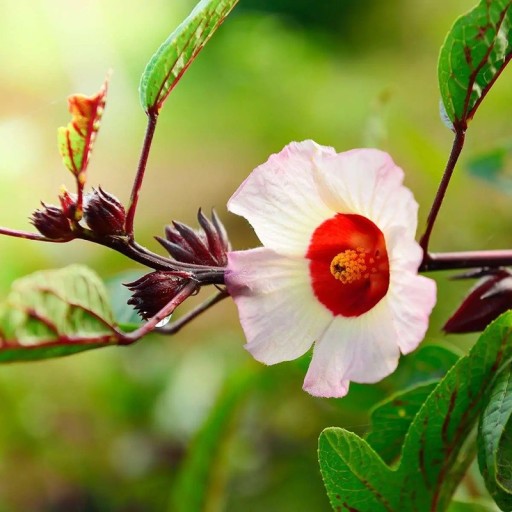 Samen des Hibiskus Hibiscus Sabdariffa Sudanischer Hibiskus 50 Stück Rosa Blüten Rote Kelche Grüne Blätter Zierpflanze Für Töpfe Und Den Garten