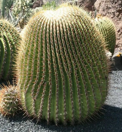 Samen des Kaktus Echinocactus Platyacanthus Riesenfasskaktus 5 Stück Grüner Kaktus mit Gelben Stacheln für den Anbau zu Hause und im Garten
