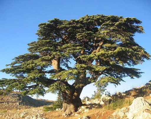 Samen des Libanonzeder Cedrus libani var. libani 5 Stk immergrüner Nadelbaum mit grünen Nadeln für die Pflanzung im Garten
