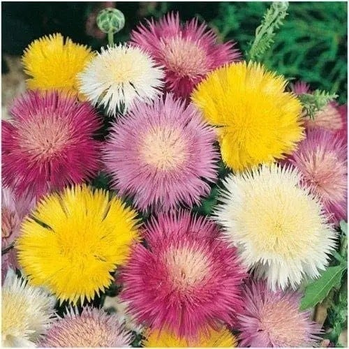Samen des Moschus-Scabiosen Amberboa moschata, 50 Stück, einjährige Pflanze mit bunten, gefransten Blüten, für die Bepflanzung in Gärten und Staudenbeeten