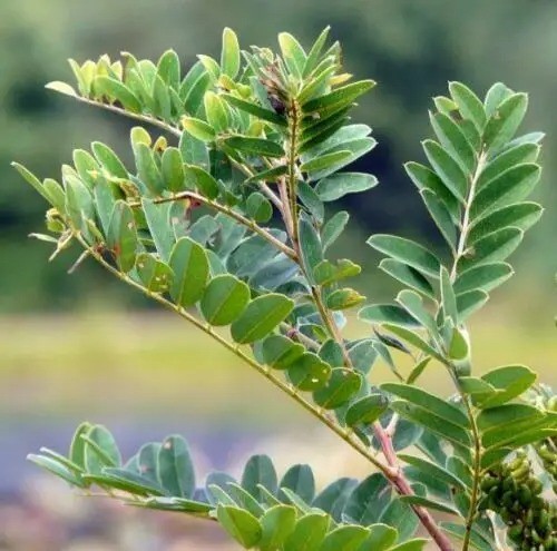 Samen des Netvařce Amorpha fruticosa False Indigo, 150 Stk, robuster Zierstrauch mit gefiederten Blättern, Pflanzung in Gärten und Landschaftsanlagen