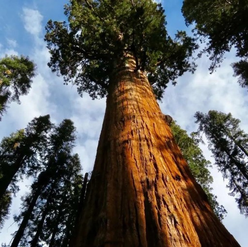 Samen des Riesenmammutbaums Sequoiadendron giganteum 10 Stück Riesen immergrüner Nadelbaum mit rotbrauner Rinde Für den Garten und zur Bonsai-Zucht