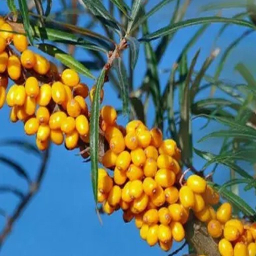 Samen des Sanddorns Hippophae Rhamnoides Sanddorn 100 Stück Orange Früchte Silberne Blätter Zierstrauch Für die Pflanzung im Garten und Hecke