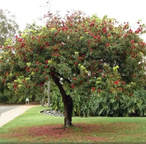 Samen des Schotia brachypetala Baums 20 Stück Zierbaum mit roten Blüten und grünen Blättern Zum Anbauen und für das Gewächshaus sowie Bonsai