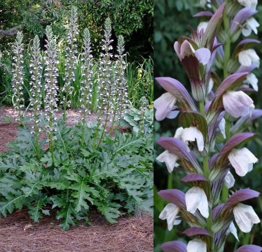 Samen des Weichblatt-Acanthus Acanthus mollis, 5 Stück, weiß-violette Blüten und große grüne gefiederte Blätter, Staude für den Garten und Zierbeete