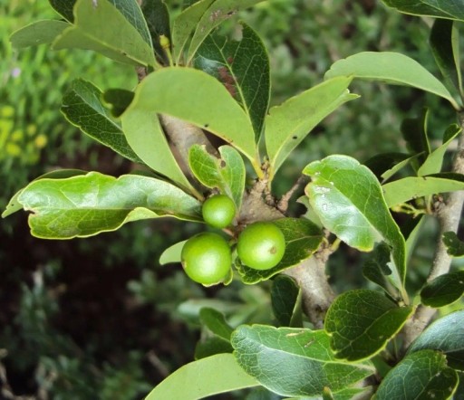 Samen Flakurcie Flacourtia Indica 10 Stück Grüne Blätter Kleine Früchte Zierstrauch Zimmerpflanze Zum Anbau In Der Wohnung Und Im Garten
