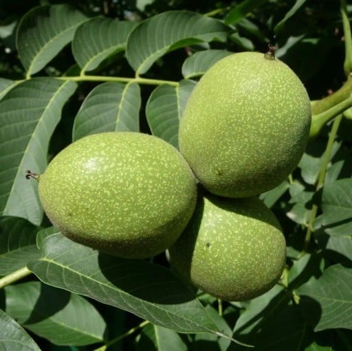 Samen Juglans Regia Walnuss 2 Stk Grüne Runde Früchte Laubbaum Zierbaum Für Großen Garten Und Park Anbau Aus Samen