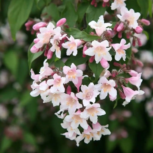 Samen Kolkwitzia Amabilis Kolkvicie Schön 30 Stk Hellrosa Blüten Zierstrauch Für Garten Und Großen Blumentopf Anbau Aus Samen