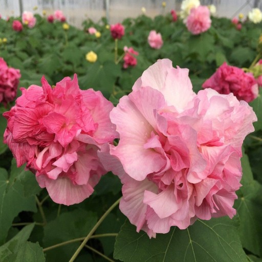 Samen von Hibiskus Hibiscus Mutabilis Ibišek Proměnlivý 10 Stück Volle Rosa Blüten Grüne Blätter Zierstrauch Für Töpfe Und Den Garten