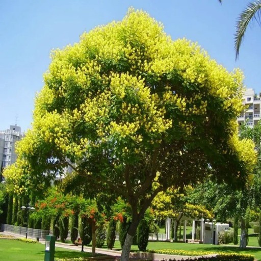 Samen von Peltophorum africanum 10 Stk. Dekorativbaum mit gelben Blüten und feinen gefiederten Blättern Für Gewächshaus, Wintergarten und Blumentöpfe
