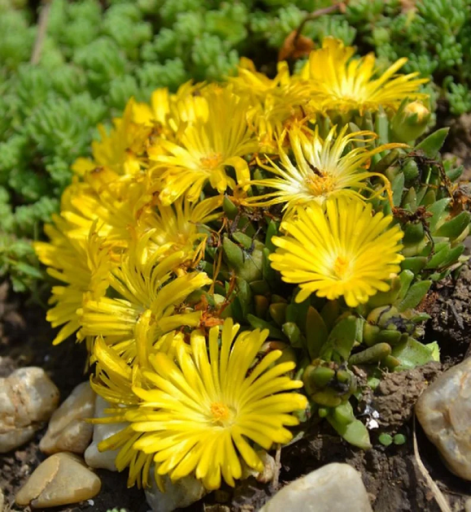 Sárga selyemmajor Delosperma congestum sziklanövény Könnyen termeszthető a szabadban 20 mag